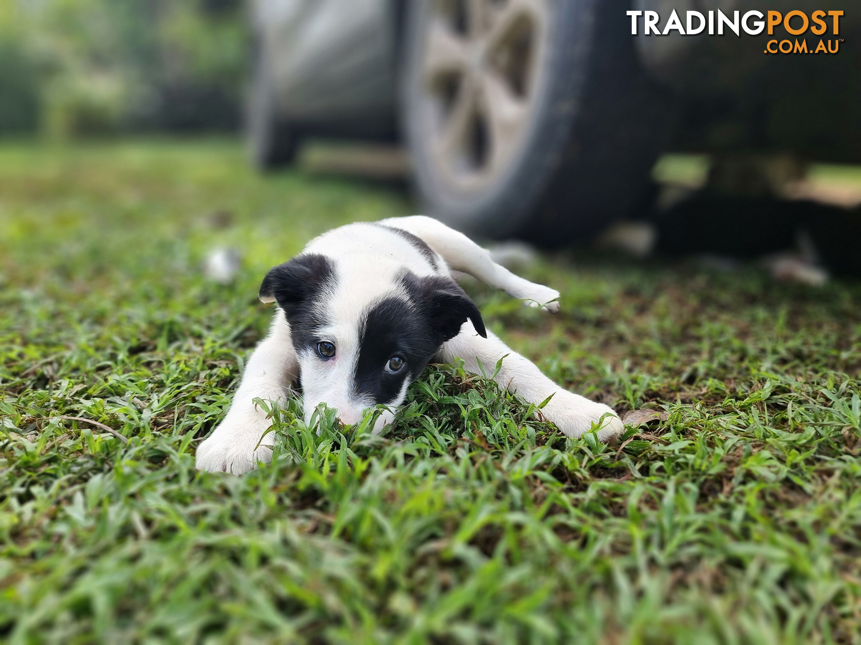 BorderCollie Puppies