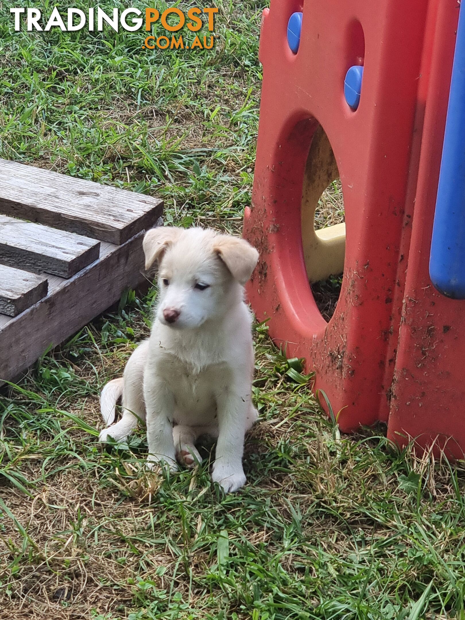 BorderCollie Puppies