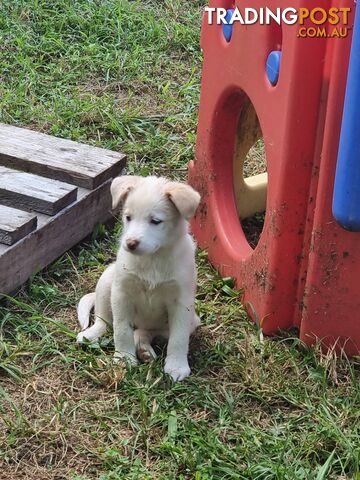 BorderCollie Puppies