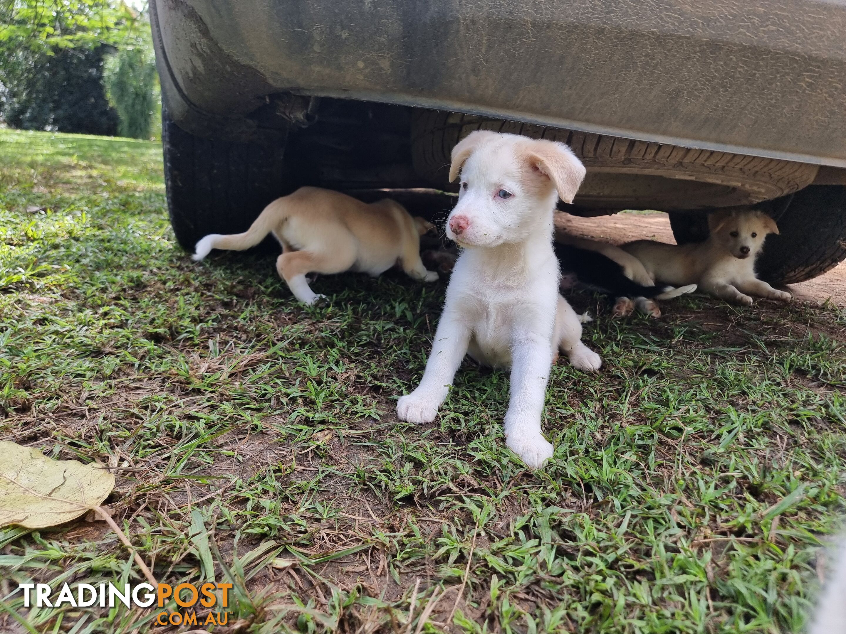 BorderCollie Puppies