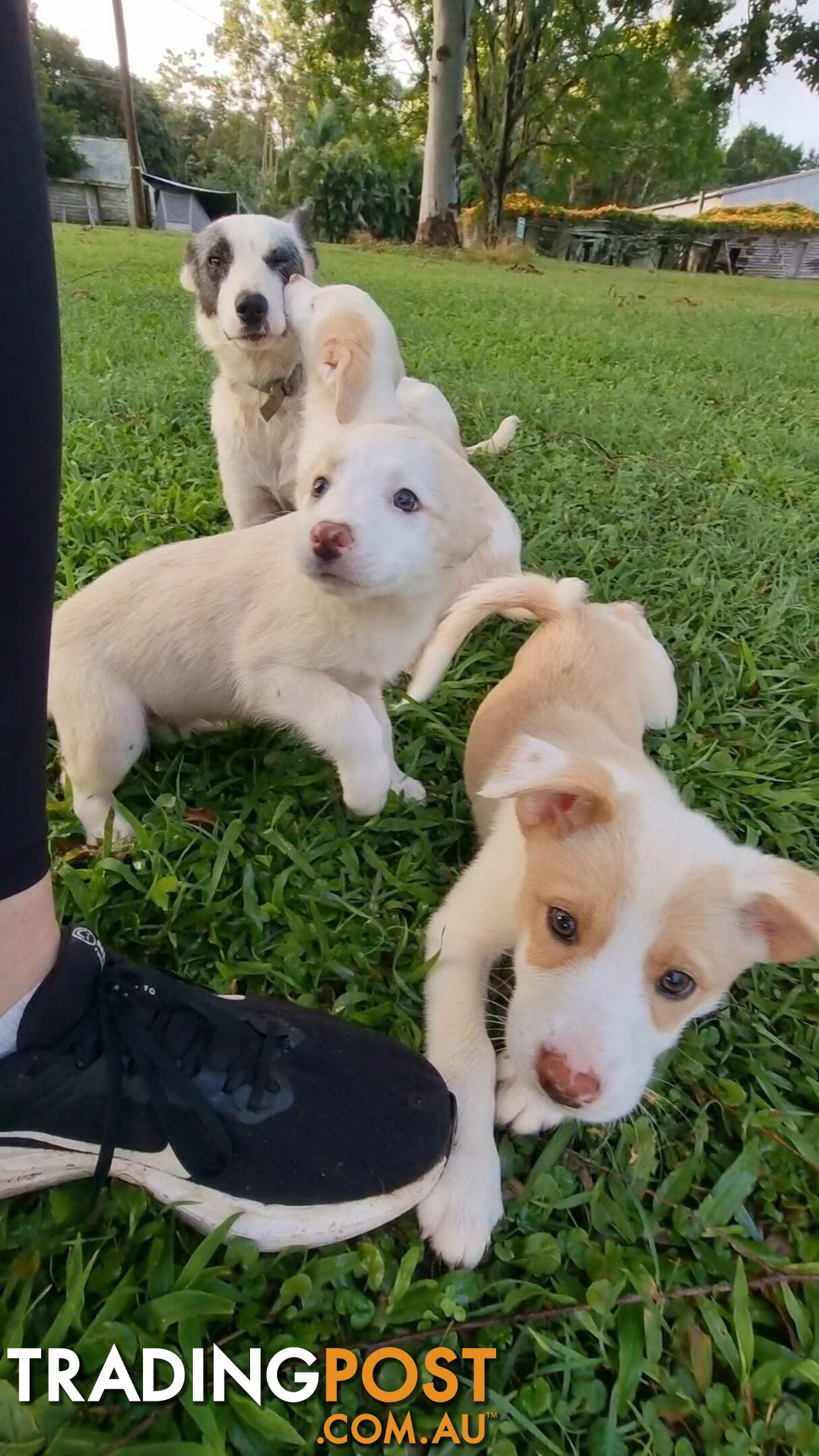 BorderCollie Puppies