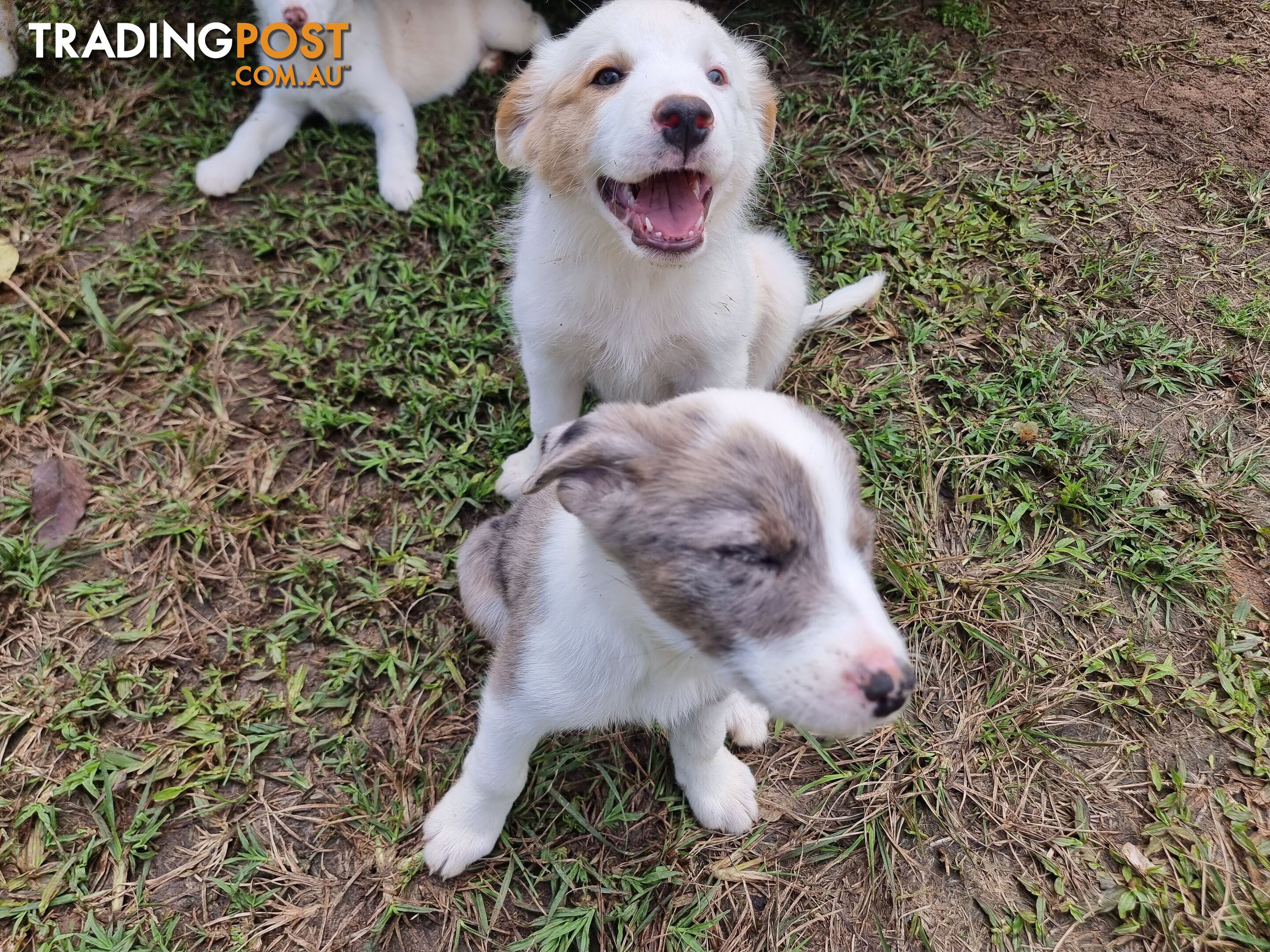 BorderCollie Puppies