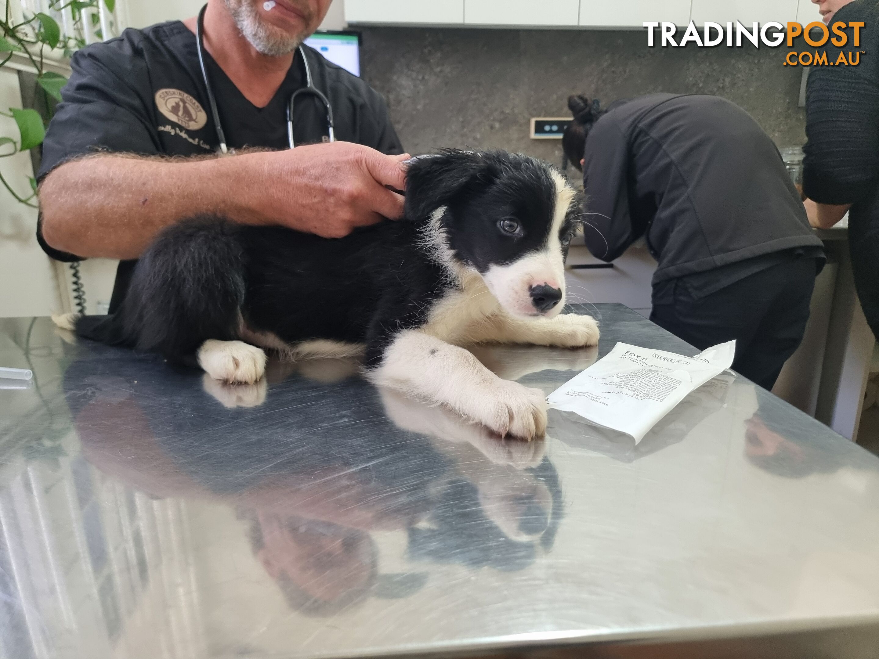 BorderCollie Puppies