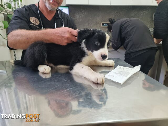 BorderCollie Puppies