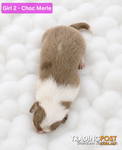 Purebreed Border Collie Puppies Merle, Choc Tri's, Reds - photo 5 of 15
