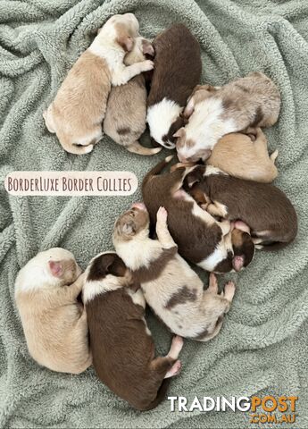 Purebreed Border Collie Puppies Merle, Choc Tri's, Reds