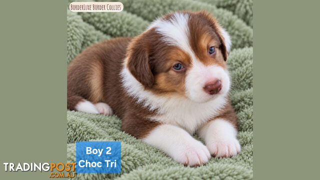 Purebreed Border Collie Puppies Merle, Choc Tri, Reds