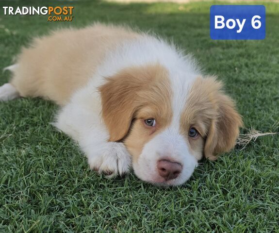 Purebred Border Collie Puppies Merle, Choc Tri, Reds