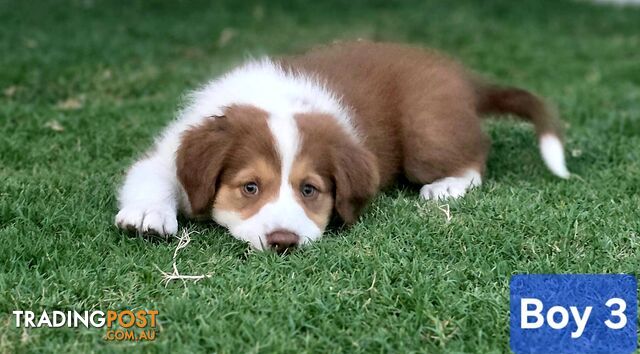 Purebred Border Collie Puppies Merle, Choc Tri, Reds