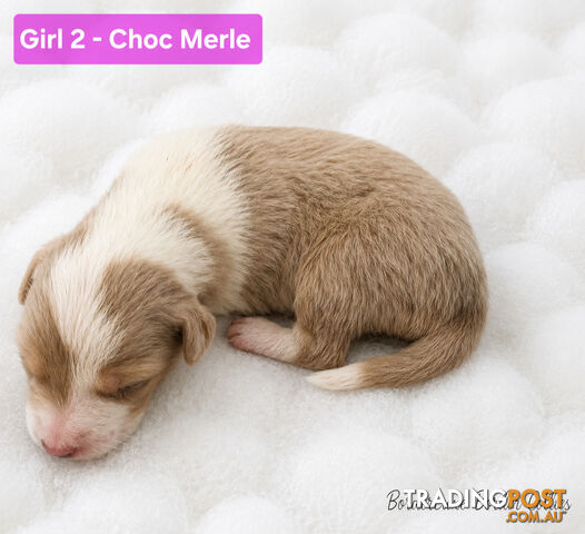 Purebreed Border Collie Puppies Merle, Choc Tri's, Reds - photo 4 of 15