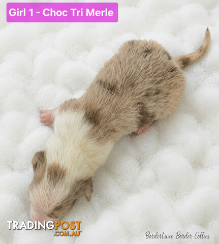 Purebreed Border Collie Puppies Merle, Choc Tri's, Reds - photo 3 of 15