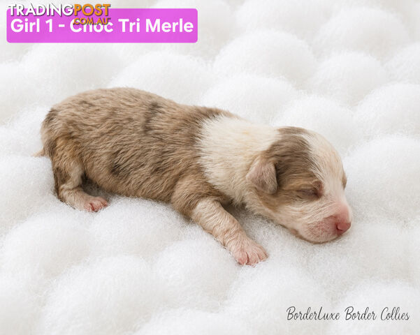Purebreed Border Collie Puppies Merle, Choc Tri's, Reds - photo 2 of 15