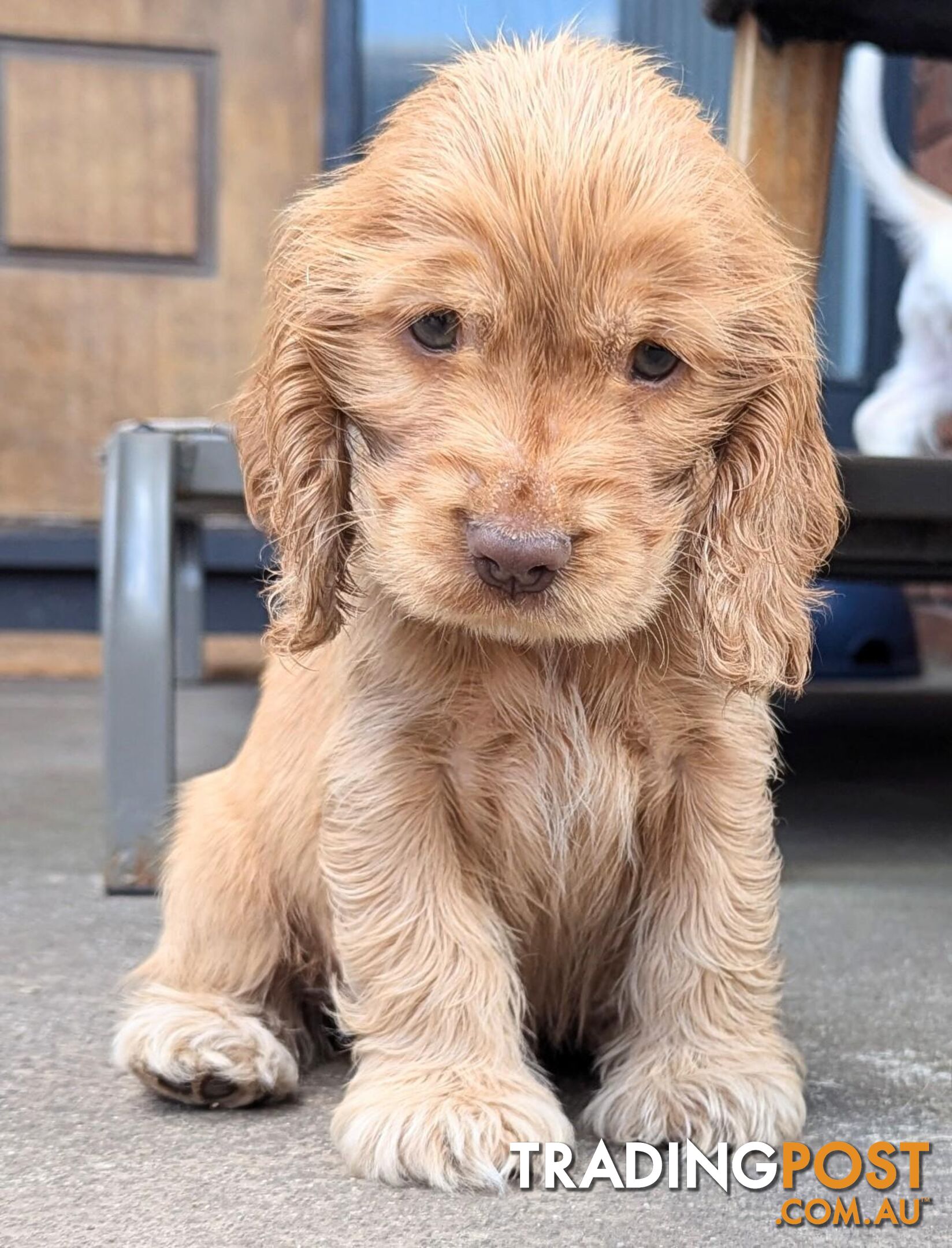 Purebred Pedigree English Cocker Spaniel Puppy