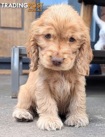 Purebred Pedigree English Cocker Spaniel Puppy