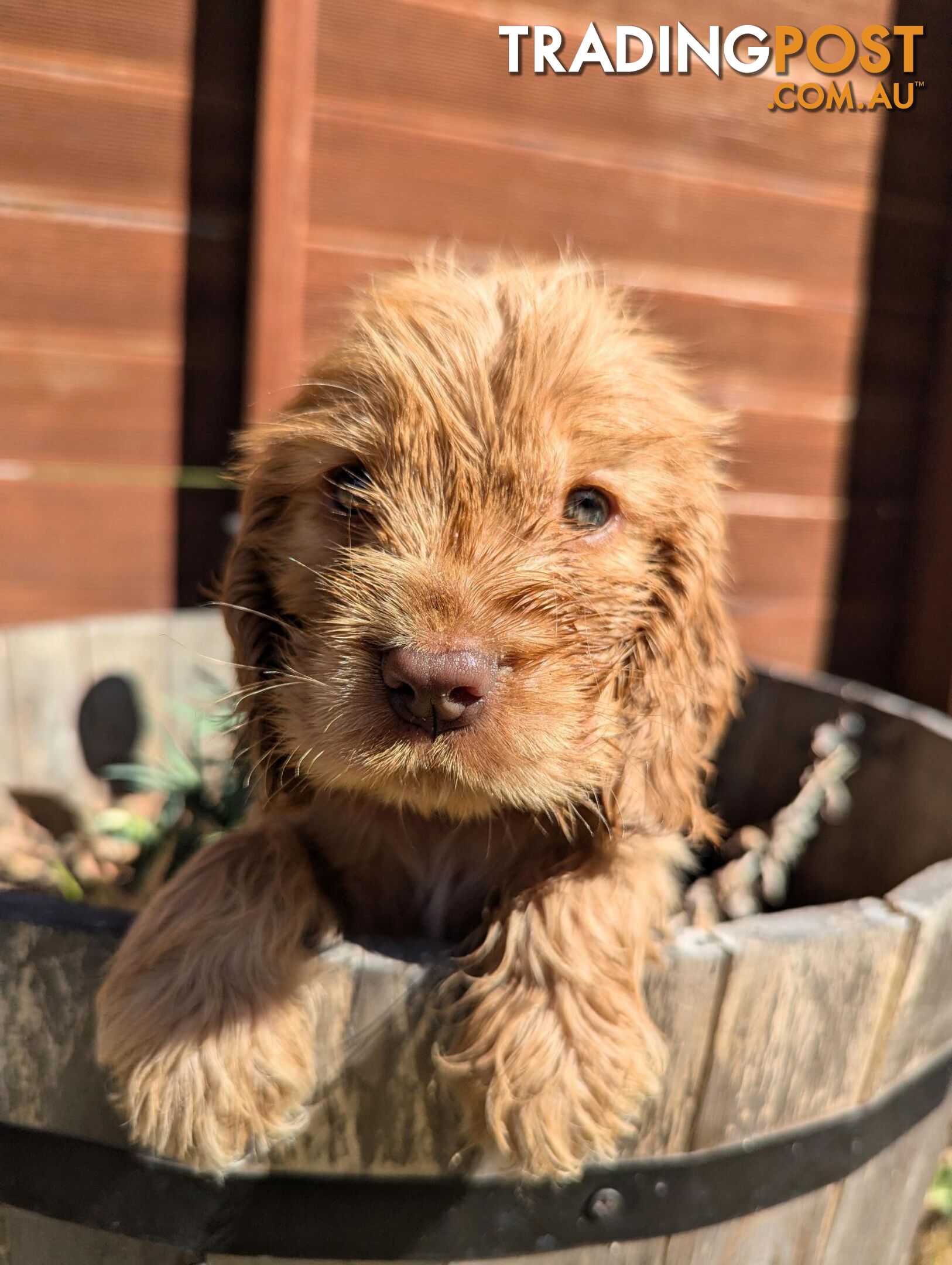 Purebred Pedigree English Cocker Spaniel Puppy