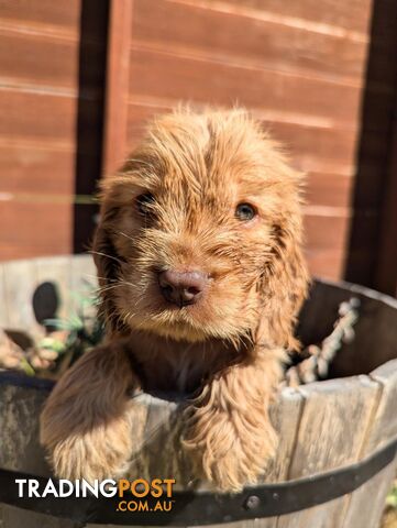 Purebred Pedigree English Cocker Spaniel Puppy