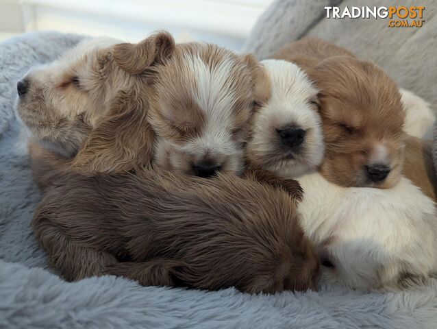 Purebred Pedigree English Cocker Spaniel Puppy