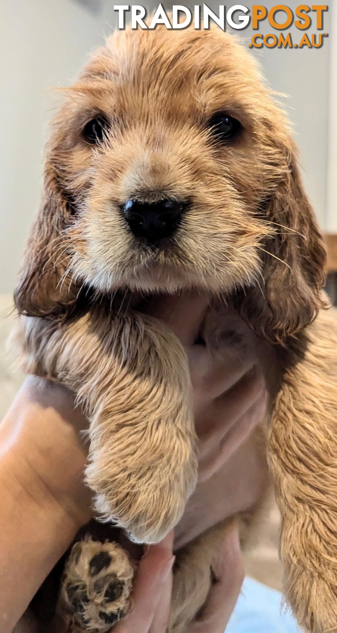 Purebred Pedigree English Cocker Spaniel Puppy