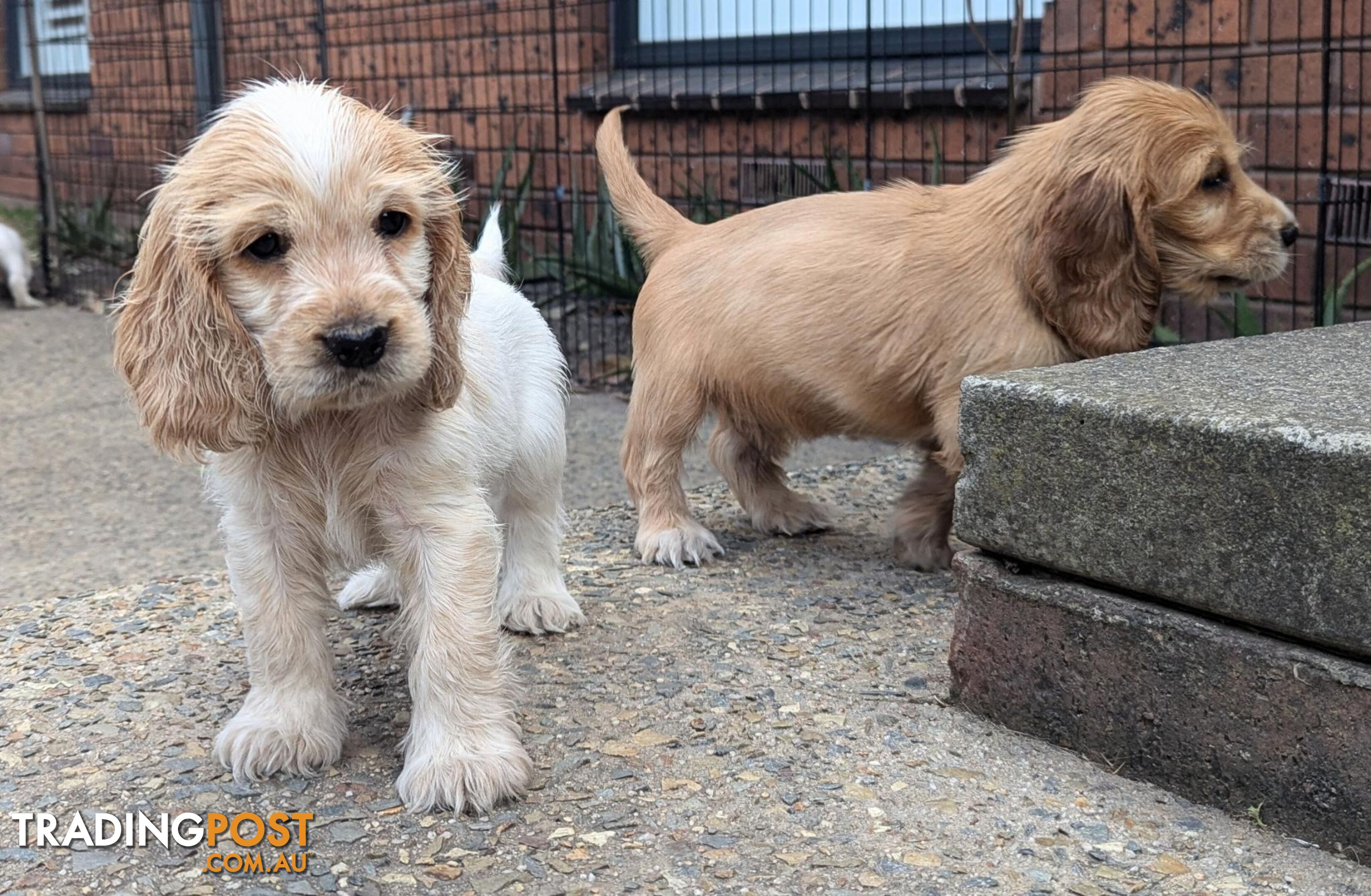 Purebred Pedigree English Cocker Spaniel Puppy