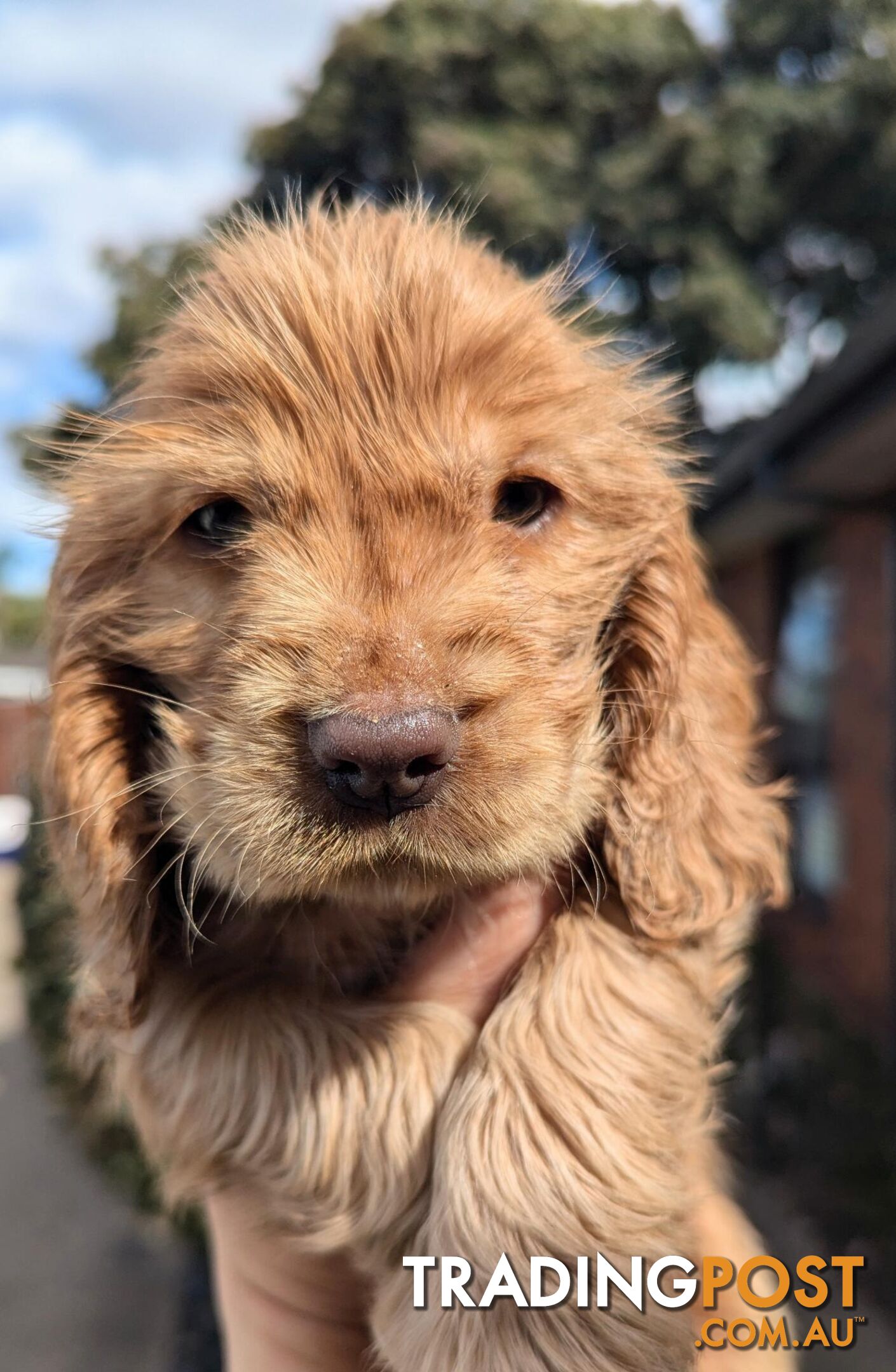 Purebred Pedigree English Cocker Spaniel Puppy