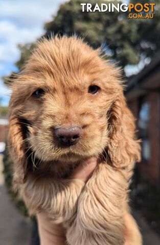 Purebred Pedigree English Cocker Spaniel Puppy