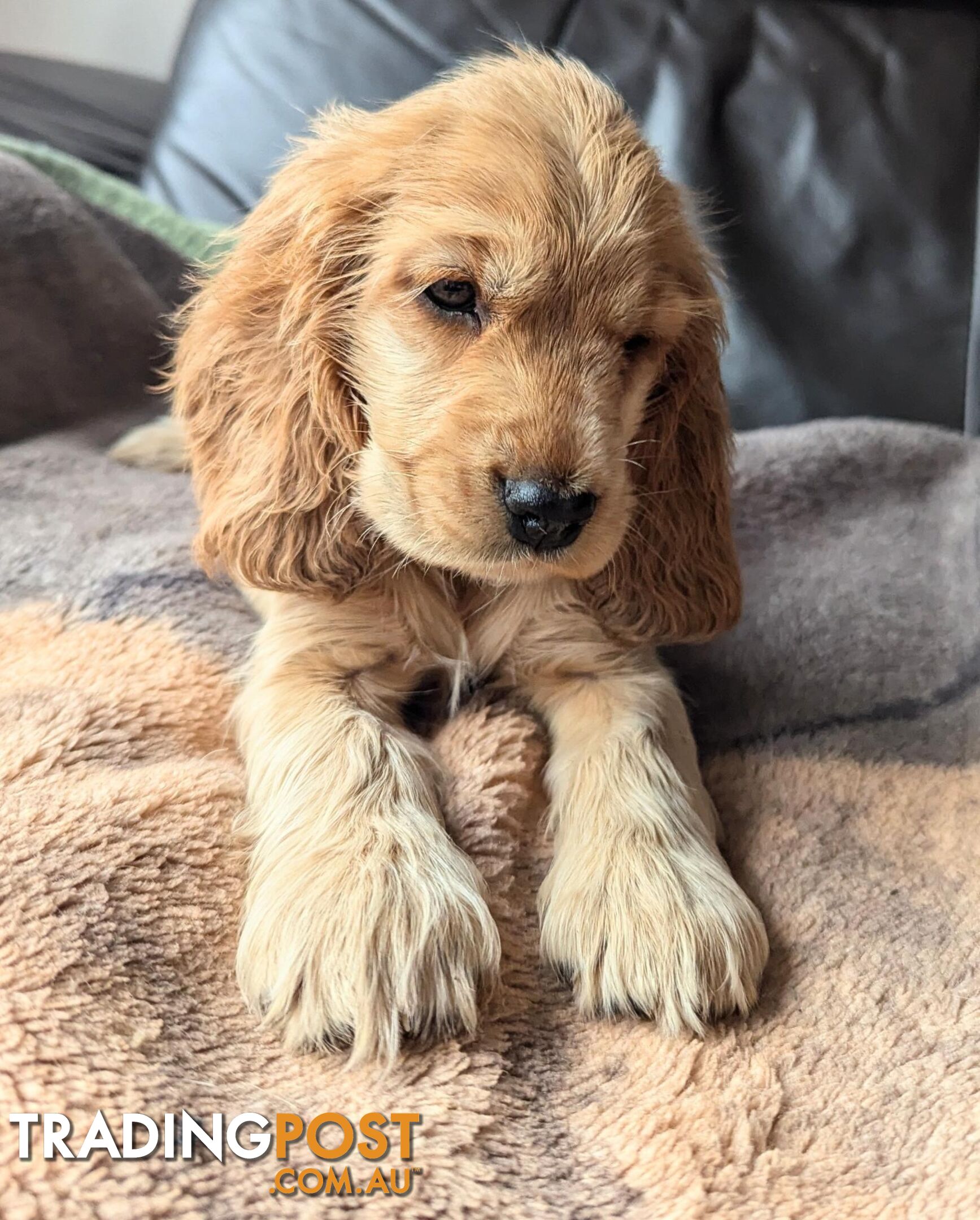 Purebred Pedigree English Cocker Spaniel Puppy