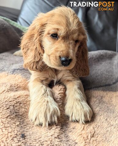 Purebred Pedigree English Cocker Spaniel Puppy