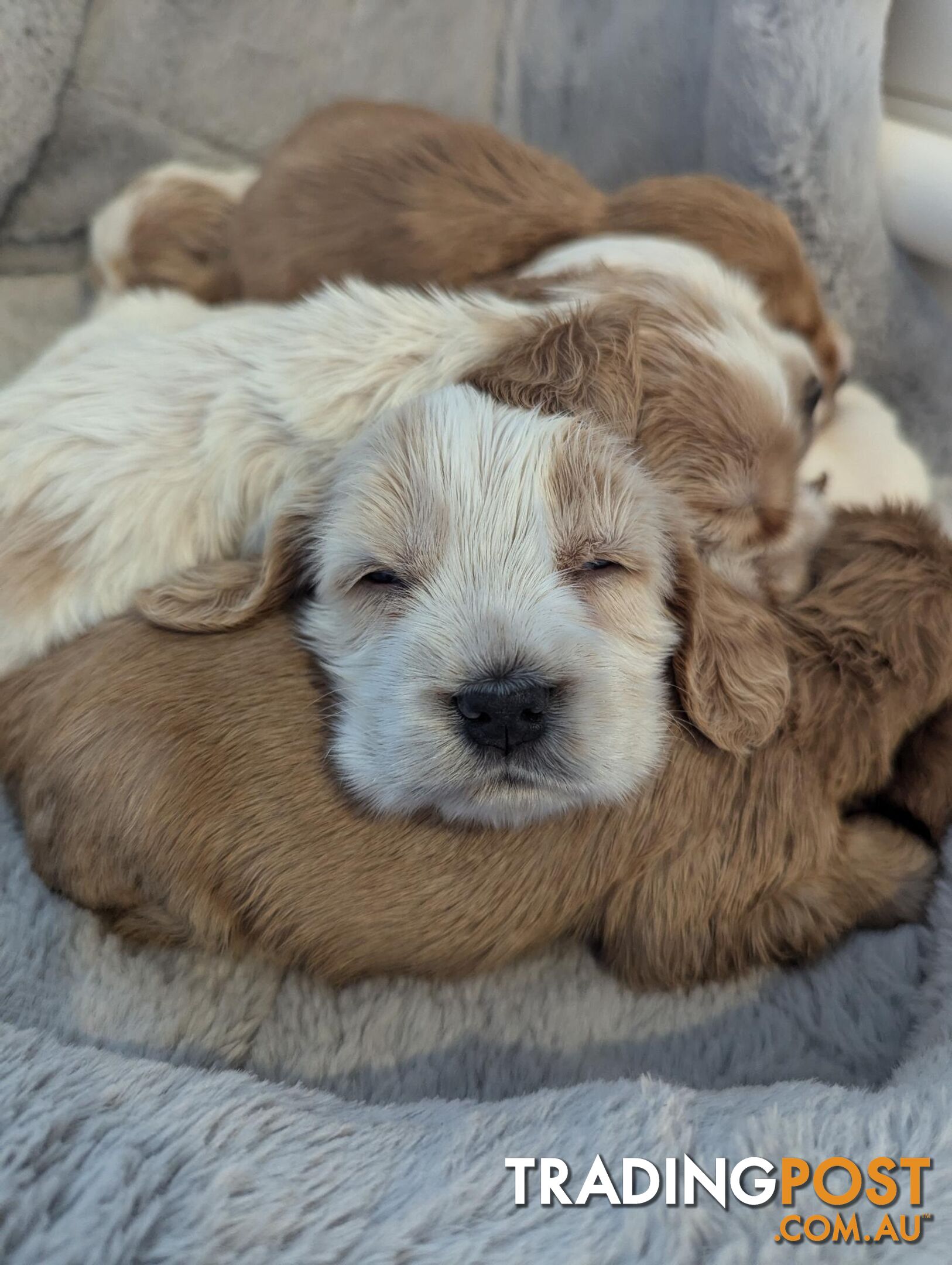 Purebred Pedigree English Cocker Spaniel Puppy