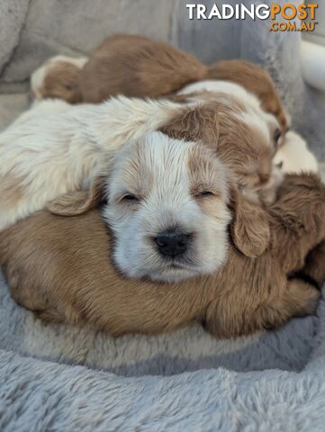 Purebred Pedigree English Cocker Spaniel Puppy