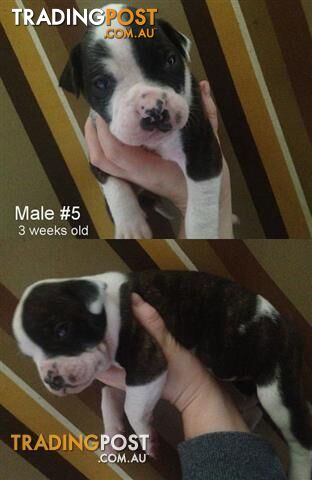 American Johnson Bulldog Puppies with papers