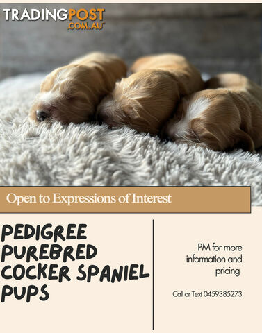 Pedigree Purebred Cocker Spaniel Puppies