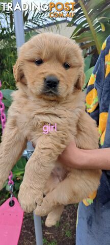 Pure golden retriever puppies