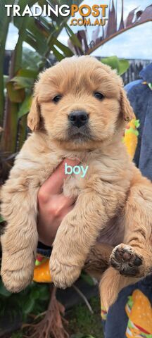 Pure golden retriever puppies