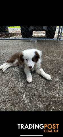 Purebred long coat Border Collie puppies