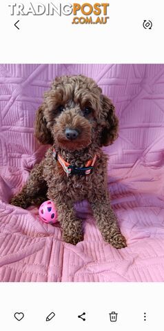 PURE RED TINY TOY POODLE - STUD SERVICE ONLY