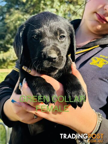 Golden Retriever x Labrador