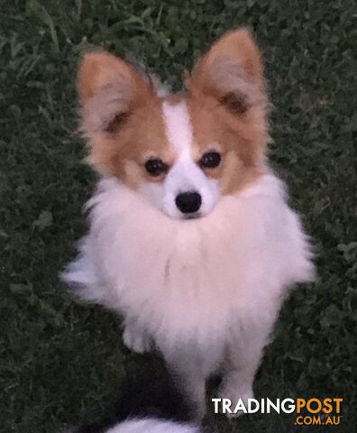 Papillon red and white male 8 months old