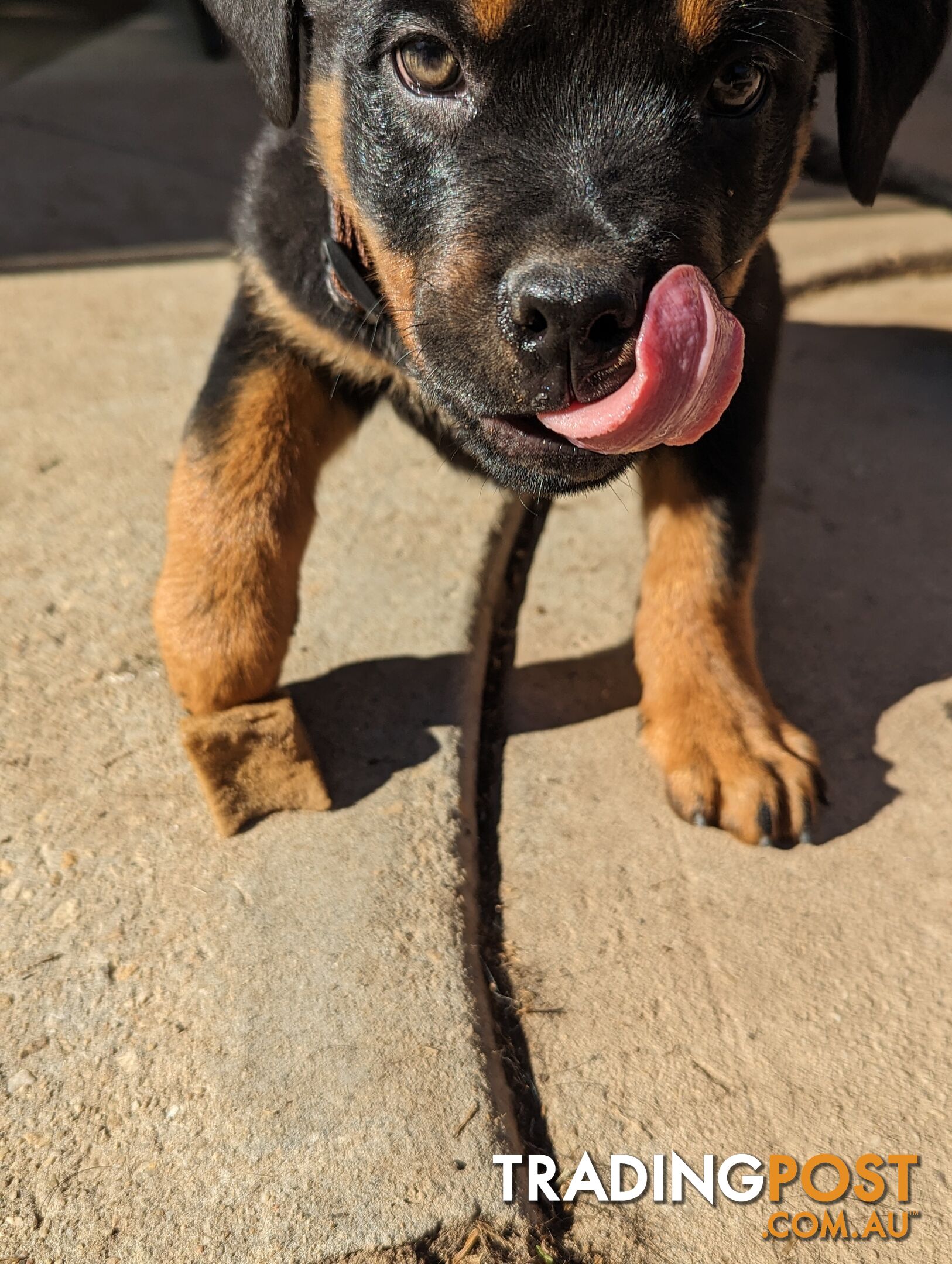 Purebred German Rottweiler Puppies for Sale