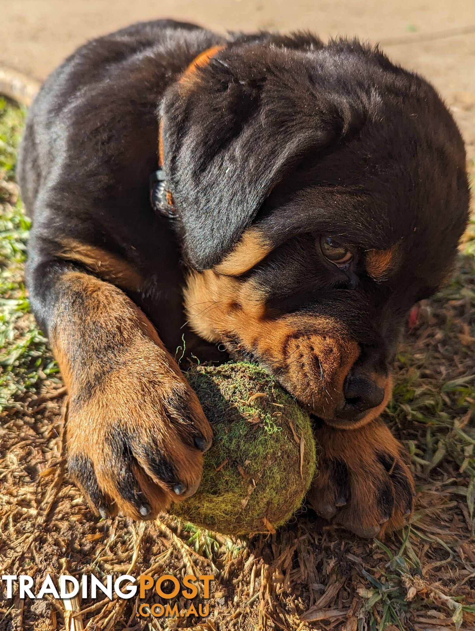 Purebred German Rottweiler Puppies for Sale
