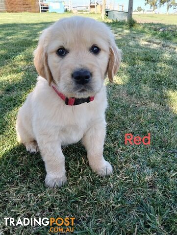 Golden Retriever Puppies for sale under $40,000 by Private sellers