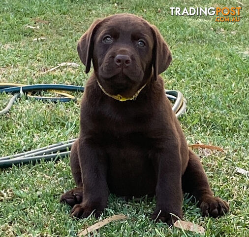 Purebred Labrador pups