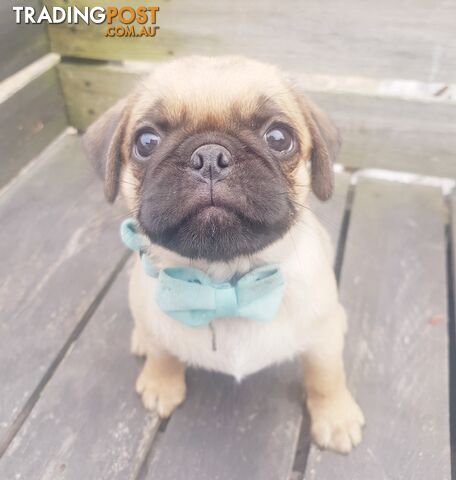 Pug. Purebred X4 males 1 black. 3 fawn/apricot.