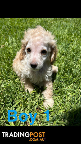 Toy poodle Puppies