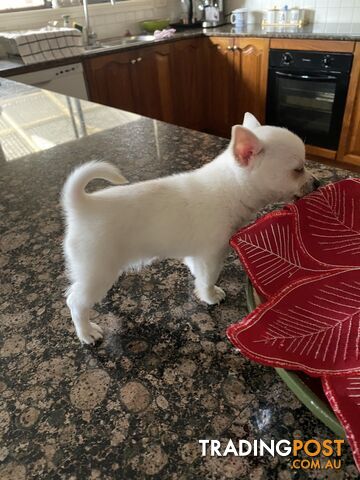 🐶 Adorable Purebred Male Chihuahua Puppy for Sale 🐶