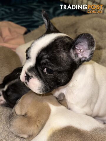 French bulldog puppies