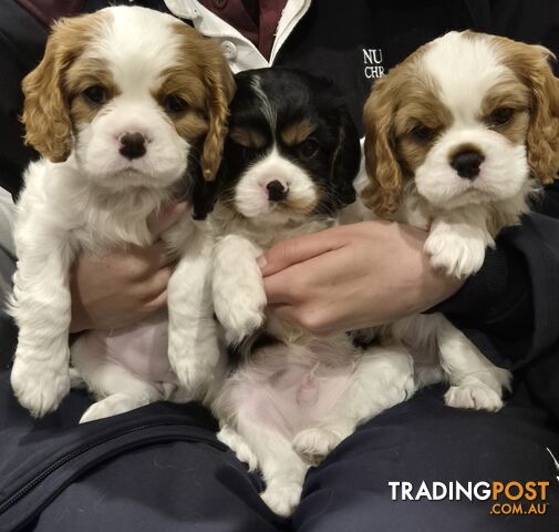 Ruby's Perfect Cavalier Puppies