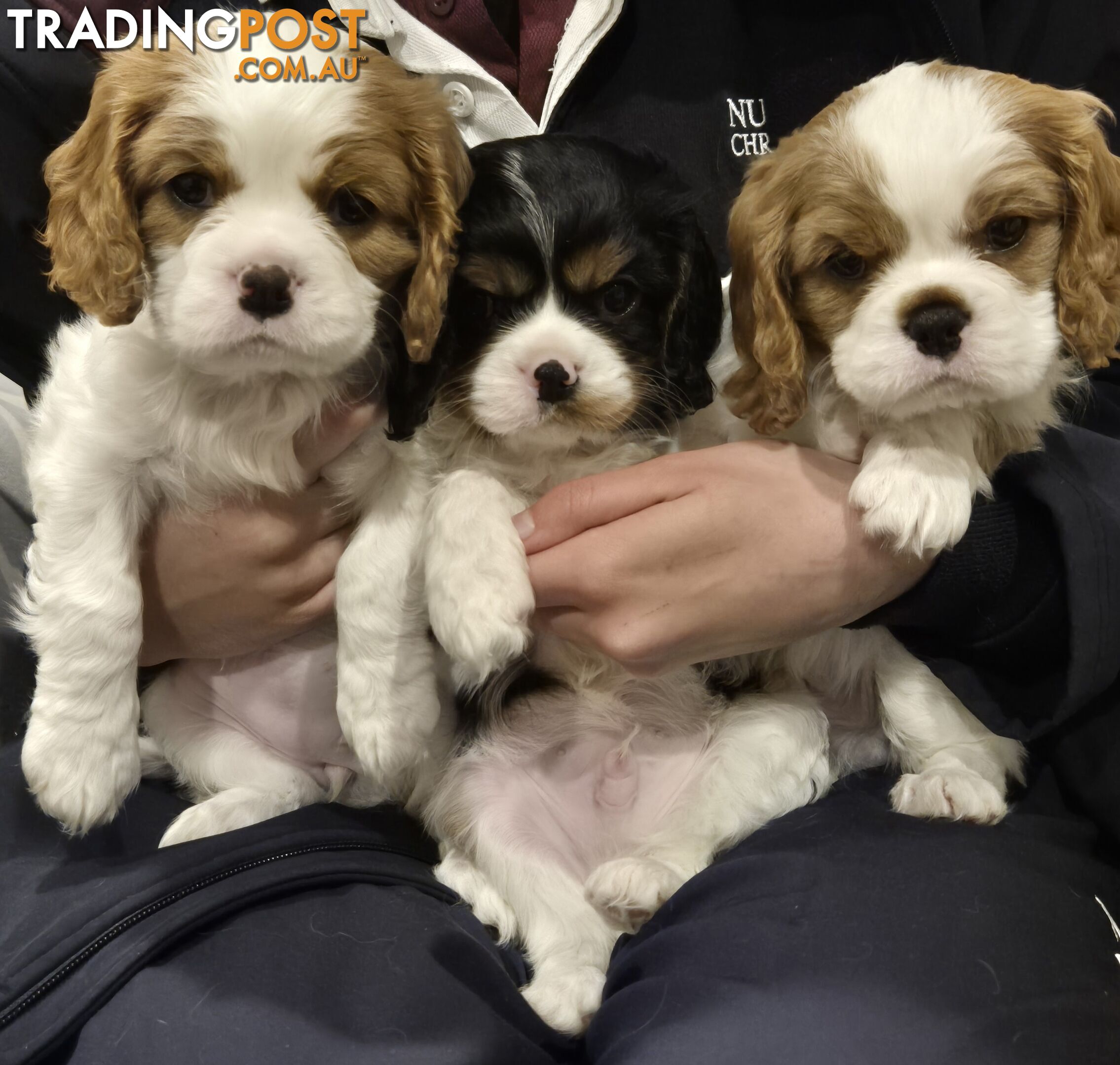 Ruby's Perfect Cavalier Puppies