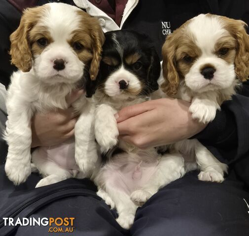 Ruby's Perfect Cavalier Puppies