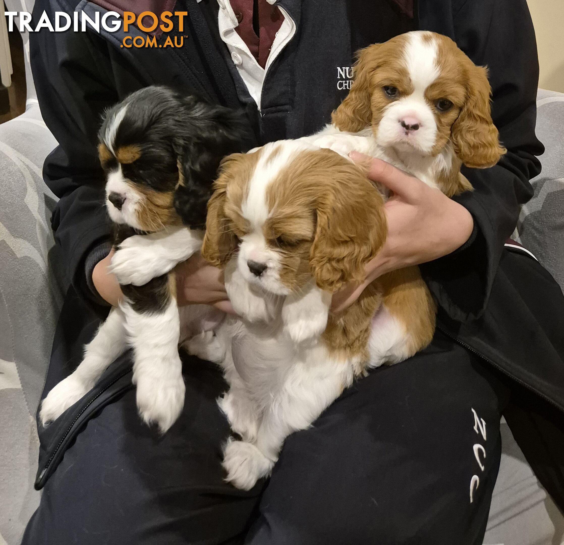 Ruby's Perfect Cavalier Puppies