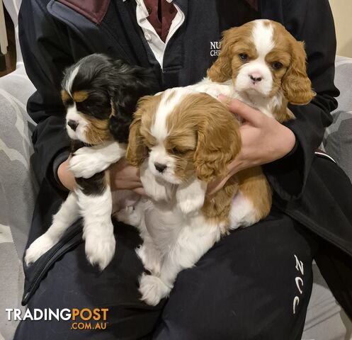 Ruby's Perfect Cavalier Puppies